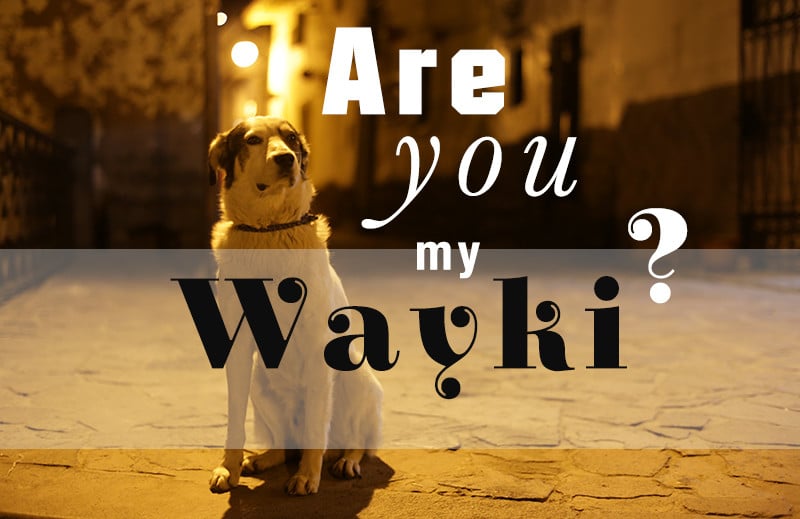 Straßenhunde in Cusco: Are you my Wakyi?