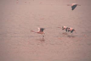 flamingos_lagune_salar_de_uyuni_bolivien_salzwu%cc%88ste_jeep_tour_altiplano_chile_san_pedro_de_atacama