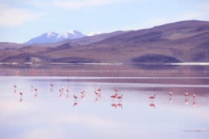 flamingos_salar_de_uyuni_bolivien_salzwu%cc%88ste_jeep_tour_altiplano_chile_san_pedro_de_atacama
