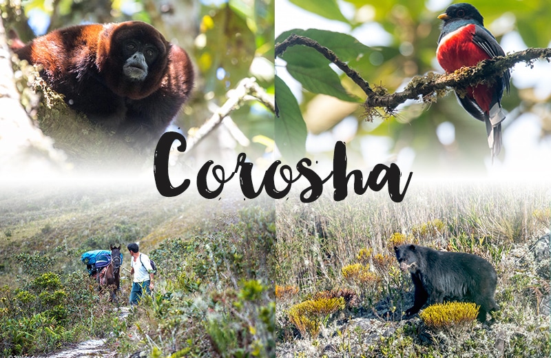 Corosha bei Chachapoyas: Auf der Suche nach Brillenbären, Affen und diversen Vogelarten