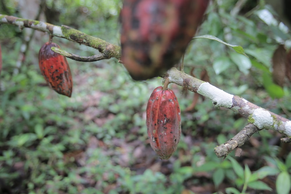 Cacao Peru