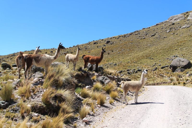 Lamas und Alpakas in Peru