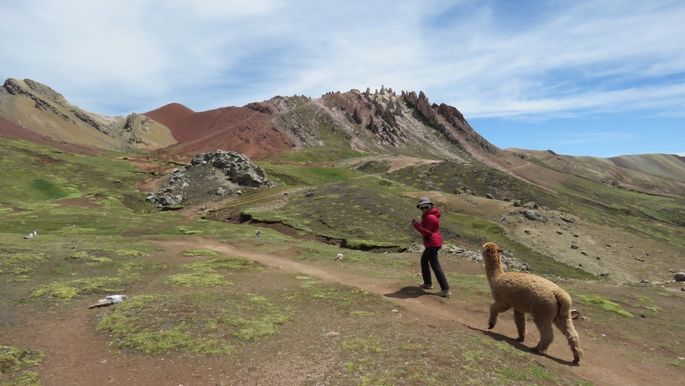 Alpaka in den Anden
