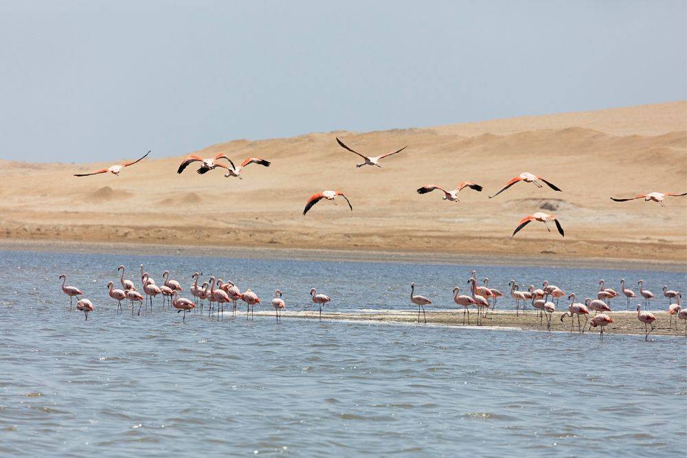 Flamingos an Perus Küste südlich von Lima