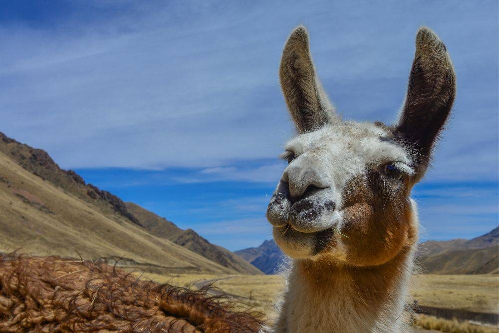 Lama auf dem Inka Pfad